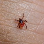 lyme-hastaligi