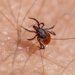 lyme-hastaligi-tedavisi