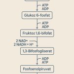 glikoliz-nedir