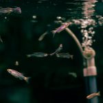 zebrafish-zebra-baligi